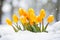 Yellow tulip spring flowers blooming between snow during late winter or early spring