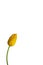 Yellow tulip with stem isolated against bright neutral background 1