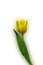 Yellow Tulip - Tulipa