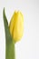 Yellow tulip with water droplets