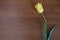 Yellow tulip on wooden background. Copy space