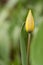 Yellow tulipa close up