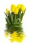 Yellow tulips