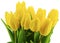 Yellow tulips