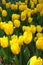 Yellow Tulips