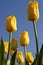 Yellow tulips