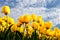 Yellow tulips against blue sky