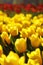 Yellow tulips along with red