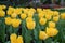 Yellow tulips with beautiful bouquet background, Tulip, Tulips in spring at the garden, Selective focus
