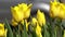 Yellow tulips bloom in spring. Tulip flower nature. Floral background. Botanical garden. Flowering buds. Blooming mood