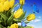 Yellow tulips with a blue butterfly against a blue sky with clouds