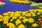 Yellow tulips and blue muscari in dutch garden