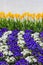 Yellow Tulips With Cascading Rows of Purple and White Pansies