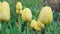 Yellow tulips close-up on a beautiful background