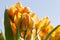 Yellow tulips close up landscape