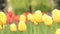 Yellow tulips close up. Tulips in the city, bright spring flowers, selective focus