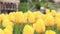 Yellow tulips close up. Tulips in the city, bright spring flowers, selective focus