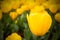 Yellow tulips closeup