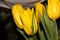 Yellow tulips with dew drops. Bright spring flower