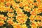 Yellow tulips Double Monsella illustration