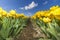 Yellow Tulips farm
