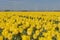 Yellow tulips field in the Noordoostpolder with windmills