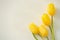 Yellow tulips flat lays on white canvas background