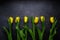 Yellow tulips flowers on dark background. Waiting for spring. Happy Easter card, women`s day, mother`s day, March 8. Flat positi