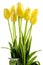 Yellow tulips flowers with long stalk