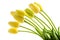 Yellow tulips flowers with long stalk