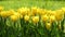 Yellow tulips in garden