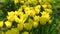 Yellow tulips in garden