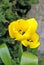 Yellow tulips in the garden, top view with pollen and stamen in