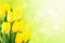 Yellow tulips on green background with space for message. Mothe