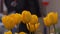 Yellow tulips grow urban city