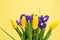 Yellow Tulips With Iris Bouquet