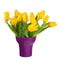 Yellow tulips in lilac vase isolated on white background.