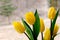 Yellow Tulips Liliaceae Lilieae Tulipa and Green Leaves with Evergreen Tree in Background