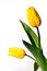 Yellow Tulips Liliaceae Lilieae Tulipa Green Leaves White Background