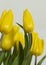 Yellow Tulips, Low Perspective