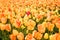 Yellow tulips, natural spring floral background