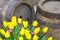 Yellow tulips near old wooden barrels