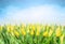 Yellow tulips over sky , spring flowers background