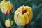 Yellow tulips pair in spring garden