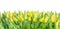 Yellow tulips panorama, isolated on white