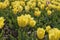 Yellow tulips plantation