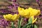 Yellow Tulips and Redbud Blooms