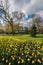 Yellow tulips at Sherwood Gardens, in Guilford, Baltimore, Maryland