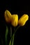 Yellow tulips shot against black velvet background