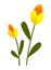 Yellow tulips spring garden flowers isolated on white. Symbol of holiday international womens day